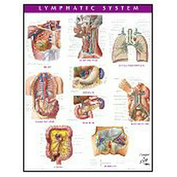 Pre-Owned Lymphatic System Chart