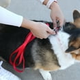 thumbnail image 6 of (2 pack) Vibrant Life 5' Reflective Polyester Dog Leash, Red, Medium, 6 of 10