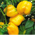 thumbnail image 4 of Yellow Bell Pepper Plant Live for Planting, Sweet Pepper Starter Plant, 3 to 5 Inch Tall Starter Plant for Outdoor Garden or Container in 4 Inch Pot, 4 of 6