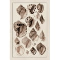 thumbnail image 2 of Sowerby, G.B. 13x18 White Modern Wood Framed Museum Art Print Titled - Shells: Purpurifera (Sepia), 2 of 4