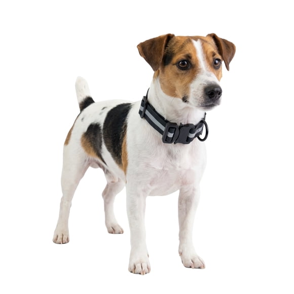 One Paw, Collier réfléchissant en silicone pour chien avec boucle en métal, hydrofuge, plusieurs tailles.