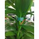 thumbnail image 2 of Lazos para Plantas YONGSHENG de Nailon Reutilizable 15,2 m x 14,5 mm, 2 of 3