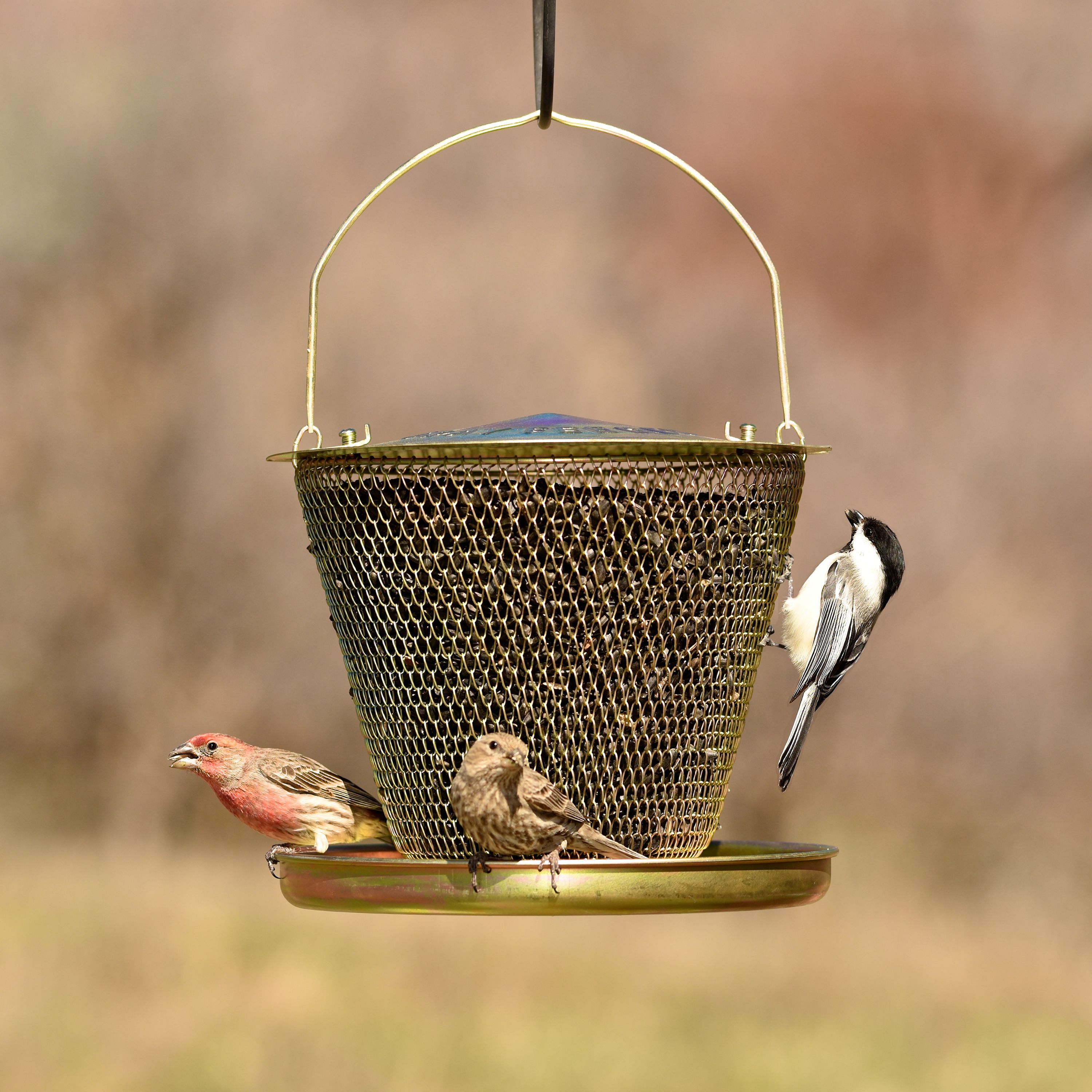 No No Bird Feeder