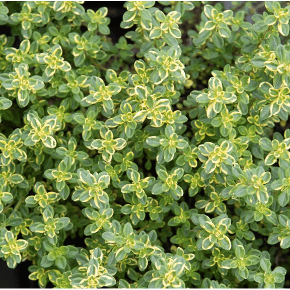 Set 2 Lemon Thyme Live Plants, Thyme Herb Plants, Perennial Herb Plants for Indoor Outdoor 4 to 6 Inc Tall