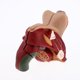 thumbnail image 4 of Modelo de anatomía - Sistema reproductor de tamaño : soporte , ayudas para y el aprendizaje, kits d, 4 of 8
