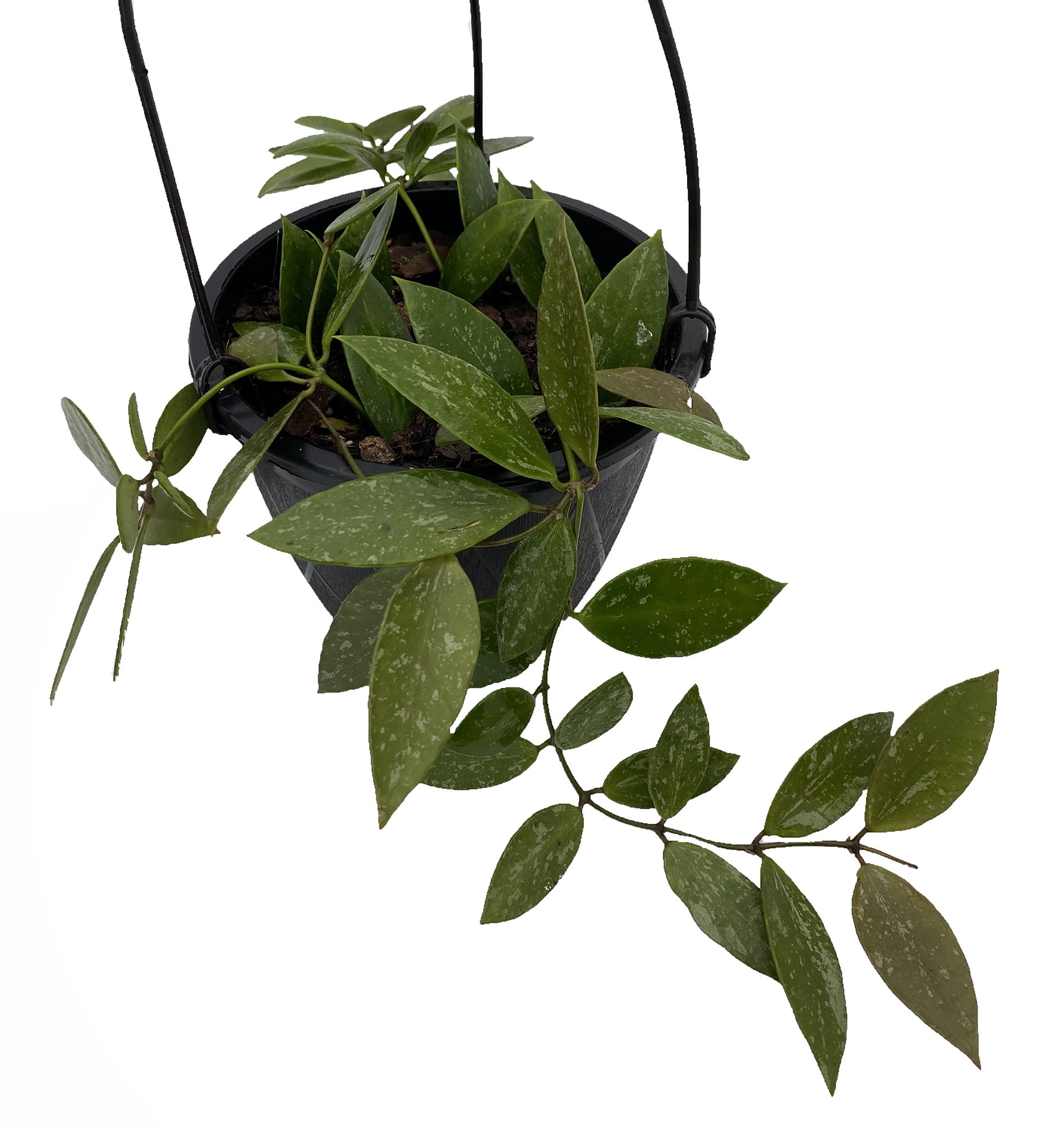 hoya memoria gracilis hoya memoria gracilis