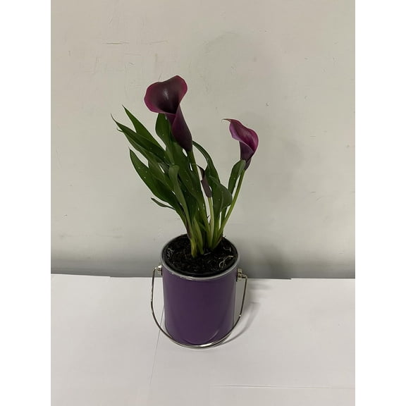 Live 4" Purple Calla Lily in Purple Paint Can Gift Basket