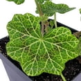 thumbnail image 2 of Pelargonium peltatum, Crocodile, Ivy Geranium, Ivy Leaved Geranium - Pot Size: 4.5in - Flowers, 2 of 6