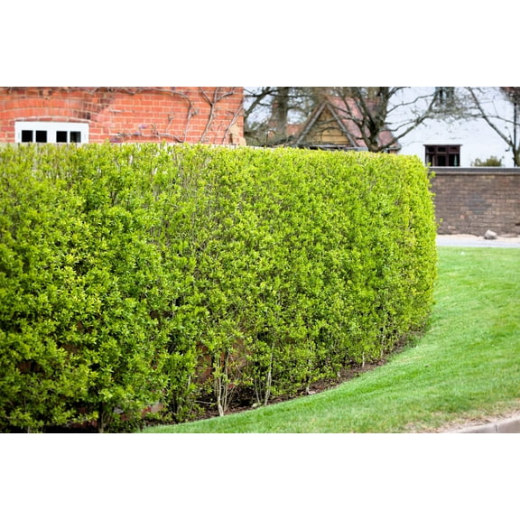 35 EUROPEAN PRIVET HEDGE Common Wild Ligustrum Vulgare Flower Shrub Seeds