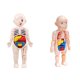 thumbnail image 4 of Vogacara Modelo de cuerpo humano para niños, Torso educativo de estómago, juguete de aprendizaje temprano, accesorio de enseñanza, juguete de Juguetes Educativos, 4 of 6