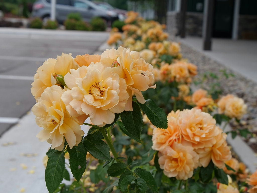 Proven Winners At Last Rose 2 Gallon (Rosa) Sunset-Orange Fully Petaled Tea Rose Fragrant Flowers Are Disease Resistant Live Outdoor Plant