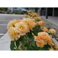 thumbnail image 3 of Proven Winners At Last Rose 2 Gallon (Rosa) Sunset-Orange Fully Petaled Tea Rose Fragrant Flowers Are Disease Resistant Live Outdoor Plant, 3 of 6