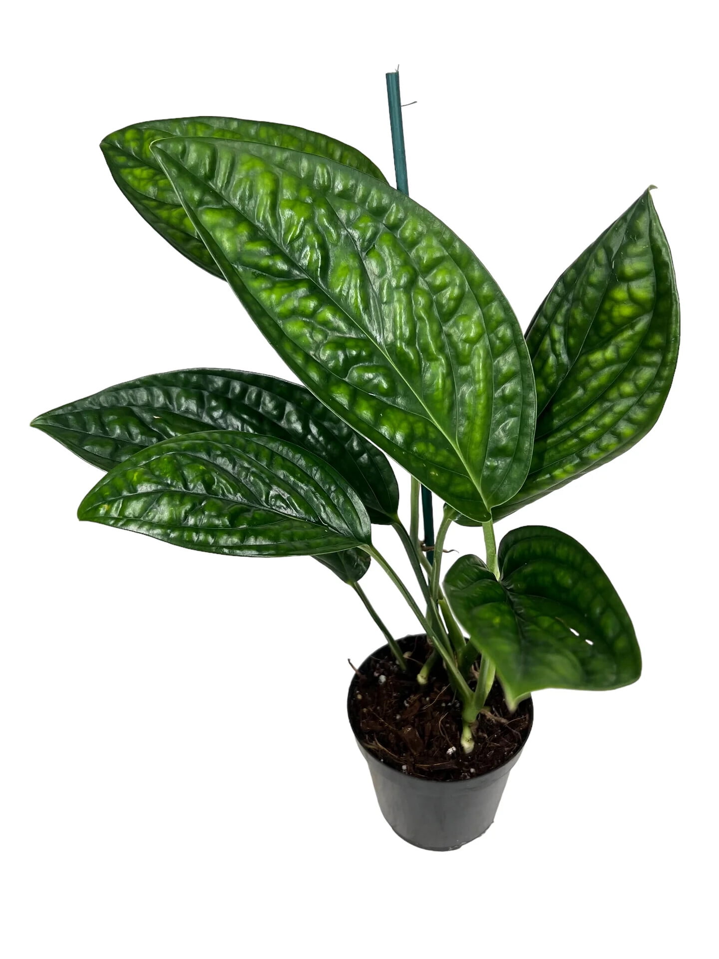 ⭐ GARDENERA Monstera Peru Plant Soil Mix - Monstera Karstenianum - Expertly Formulated for Strong and Healthy Roots - 3 Quart