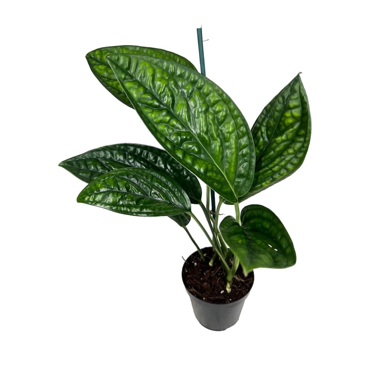 GARDENERA Monstera Karstenianum Potting Mix - Retains Moisture and  Enhances Root Development - 5 Quart - Walmart.com