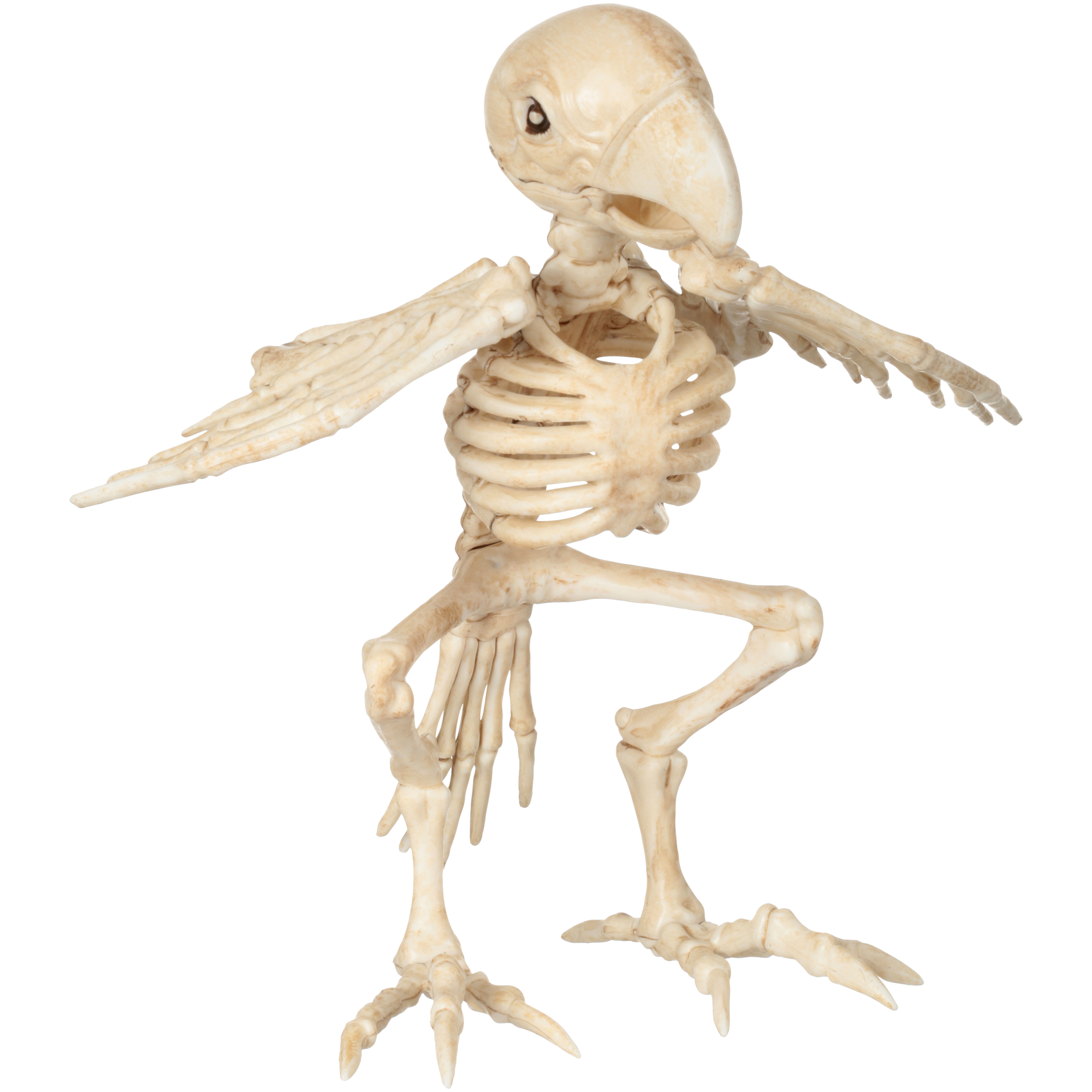 Official Crazybonez Faux Parrot Skeleton