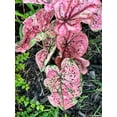 thumbnail image 5 of Blue Buddha Farm: Splash of Wine Caladium (2 Bulbs) - Easy to Grow Indoor or Outdoor Perennial Plant, 5 of 8