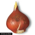 thumbnail image 3 of Breck's Red Dynasty Spring Flowering Tulip Dormant Flower Bulbs, Set of 12 bulbs, 3 of 3