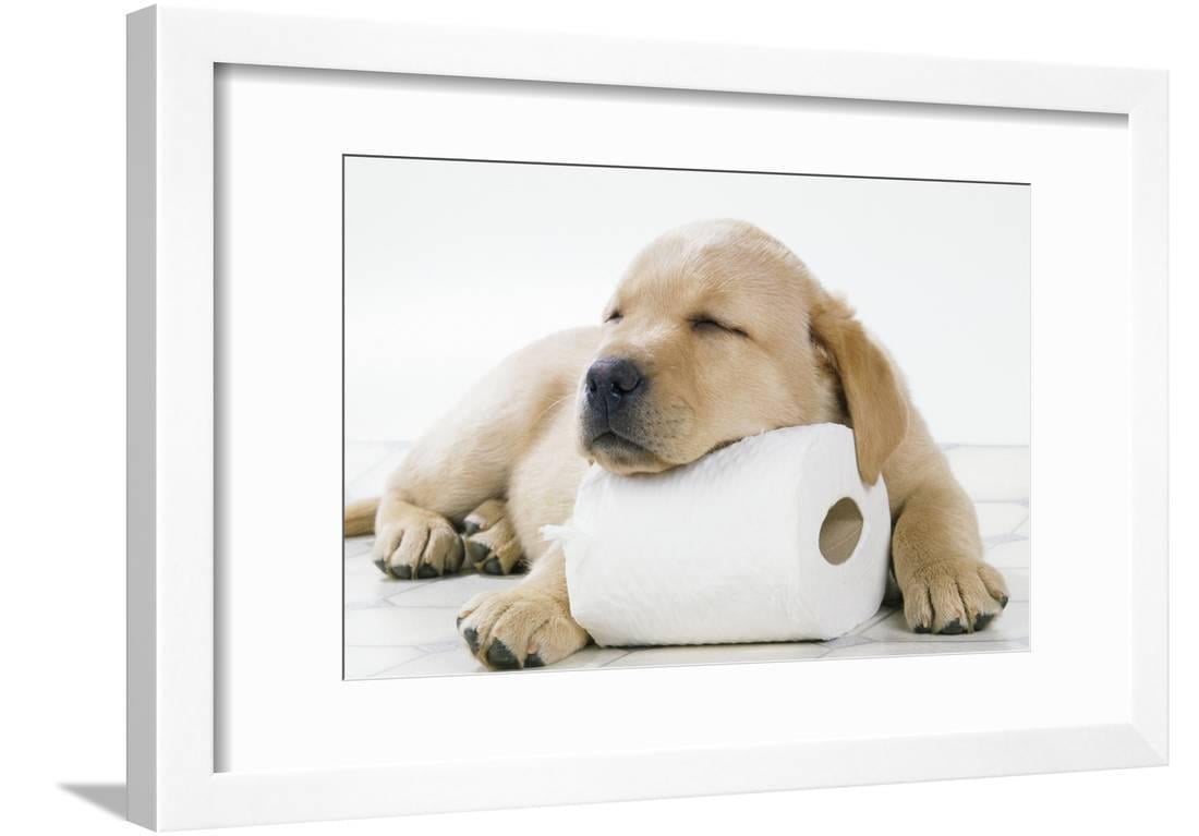 Yellow Labrador Puppy Asleep on Toilet Roll, 9 Weeks Photography