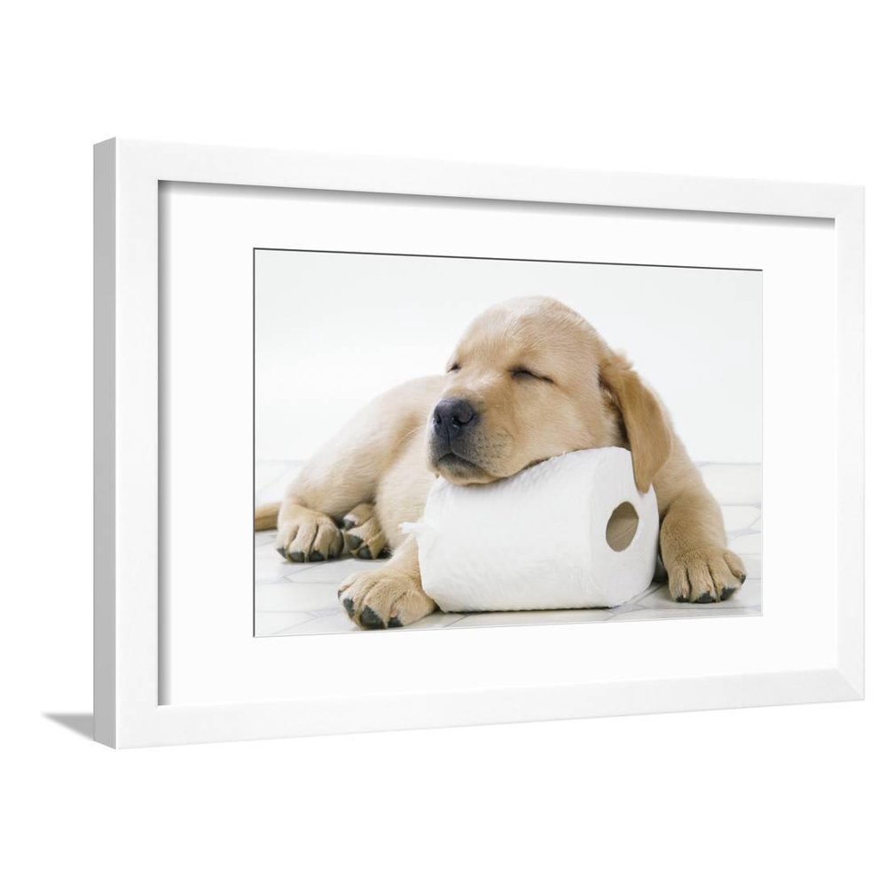 Yellow Labrador Puppy Asleep on Toilet Roll, 9 Weeks Photography