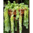 thumbnail image 4 of Donkey Tail Trailing Sedum Plant Live for Planting, 2 Inch Pot Donkey Tail Succulent Plants Live Succulents, Live Succulents Plants Fully Rooted, Easy Care House Plant, 4 of 6