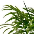 thumbnail image 4 of Parlor Palm, 4" Pot, Indoor Houseplant, Easy Care, Live Plant for Indoor & Outdoor, 4 of 9