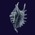 thumbnail image 3 of Vision Studio 12x12 Black Modern Framed Museum Art Print Titled - Indigo Shells VI, 3 of 5