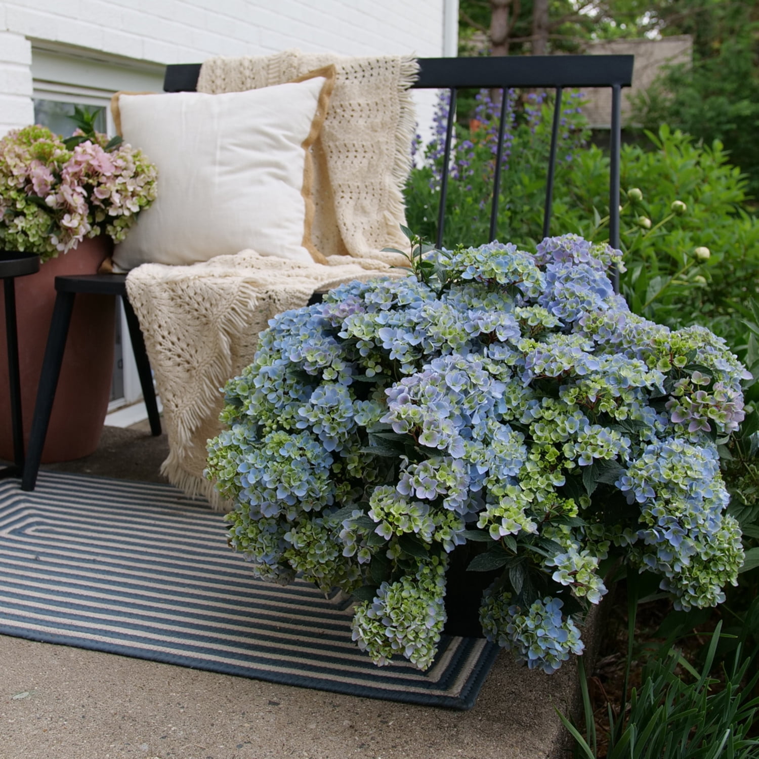 Proven Winners ColorChoice 6" Multicolor Fairytrail Fresco Cascade Hydrangea Live Plant in 7.5" Pot