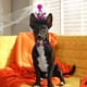 thumbnail image 4 of Accesorios Para Mascotas Para Perros Y Gatos Collares, Correas Y Arneses Duraderos, Cómodos Y Elegantes Perfectos Para Paseos Diarios, Entrenamiento Y Aventuras Al Aire Libre, 4 of 7