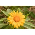 thumbnail image 2 of 25 YELLOW Torch MEXICAN SUNFLOWER Tithonia Speciosa Flower Seeds, 2 of 10