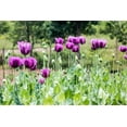 thumbnail image 5 of 1000 Seeds HUNGARIAN BREADSEED POPPY Papaver Somniferum Purple Blue Flower Seeds, 5 of 8
