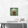 thumbnail image 2 of ARTCANVAS Bolognese Dog Breed Canvas Art Print - Size: 12" x 12" (1.50" Deep), 2 of 9