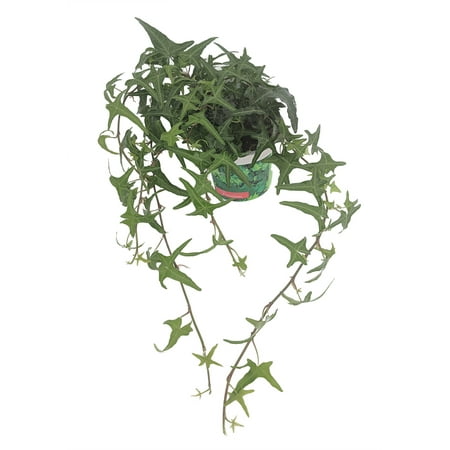 Sagittarius English Ivy -Hedera helix Sagittifolia - 4