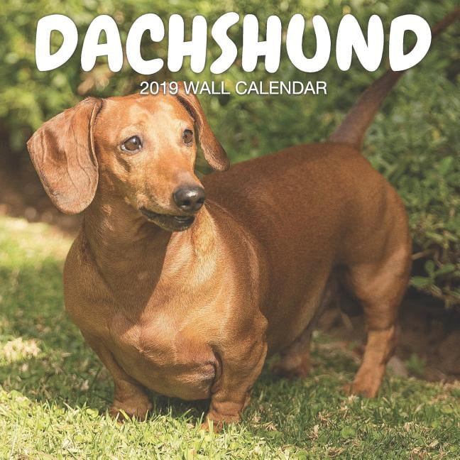 Dachshund 2019 Wall Calendar Dog Photography, Mini Calendar, Wall