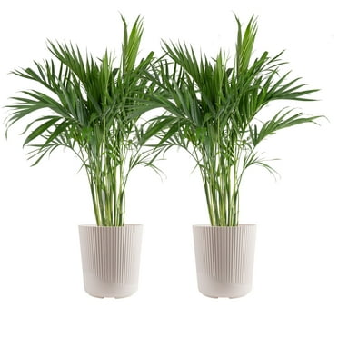 Costa Farms 36-48" Tall Cat Palm, Bright Indirect Sunlight, Indoor Live House Plants Décor Pot, 2-Pk