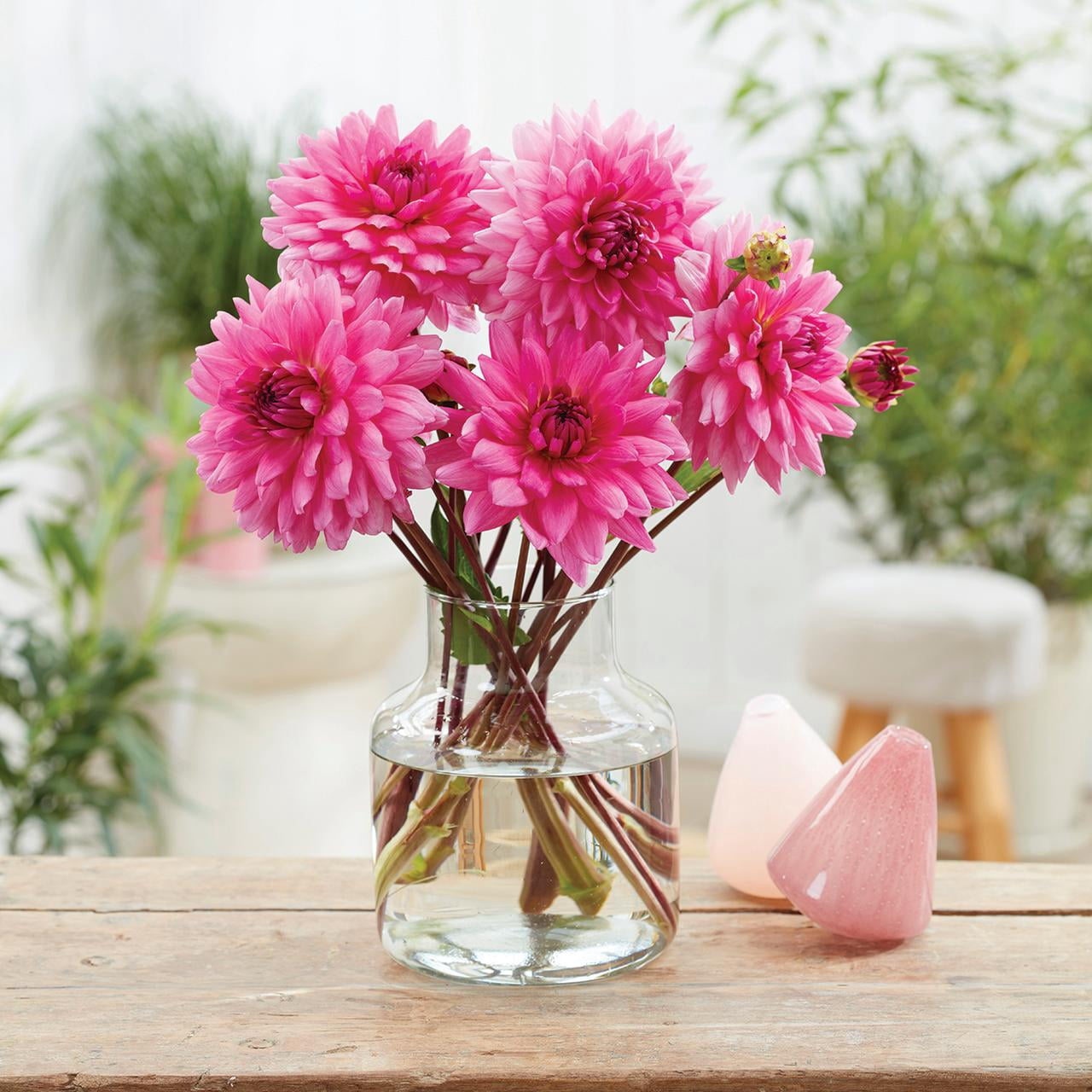 Van Zyverden Dahlias Rosella, 5 Bulbs, Pink, Full Sun, Annual, Flowering