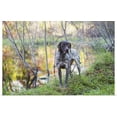 thumbnail image 1 of Great BIG Canvas | "Female German Shorthair Pointer in early autumn vegetation, Canterbury, Connecticut" Art Print - 24x16, 1 of 4