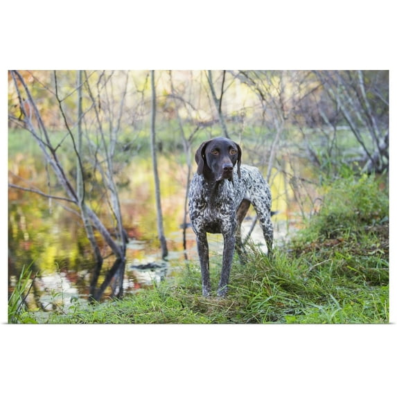 Great BIG Canvas | "Female German Shorthair Pointer in early autumn vegetation, Canterbury, Connecticut" Art Print - 24x16