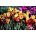 thumbnail image 2 of Carter, Jean 24x18 Gold Ornate Wood Framed with Double Matting Museum Art Print Titled - USA, Oregon Abstract of digitally altered tulips, 2 of 4
