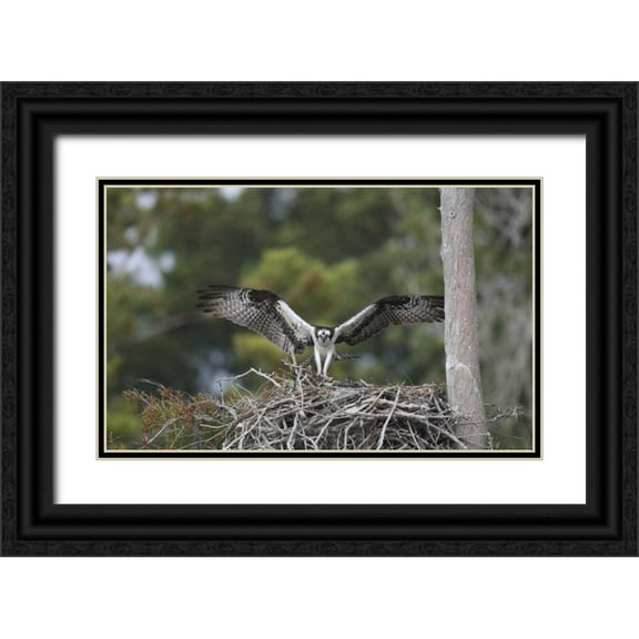 Morris, Arthur 32x21 Black Ornate Wood Framed with Double Matting Museum Art Print Titled - Florida, Blue Cypress Lake Osprey on its nest