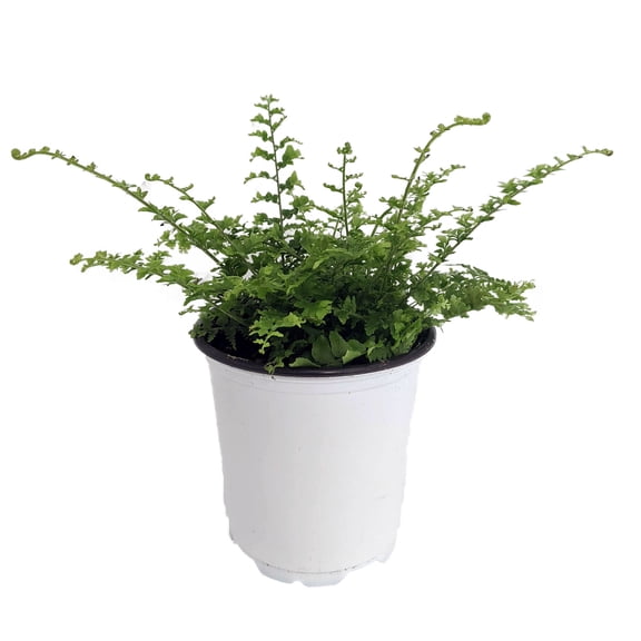 Fluffy Ruffles Fern - Nephrolepis exaltata - 4" Pot
