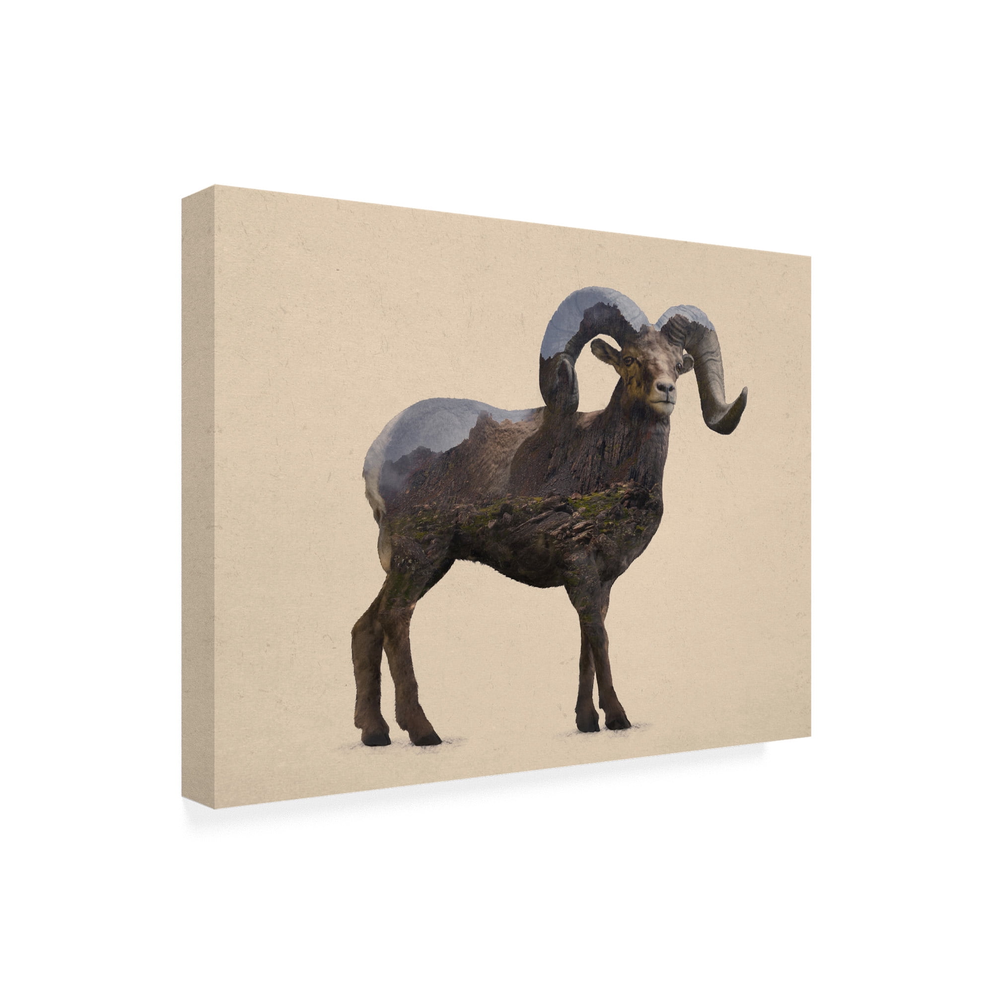 Trademark Fine Art 'Rocky Mountain Bighorn' Canvas Art by Davies Babies