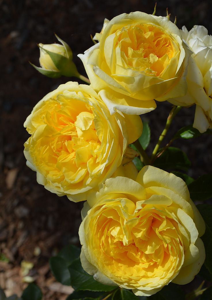 Tupelo Honey Heirloom Floribunda Rose 4 Pot Intense Yellow Blooms Walmart Com Walmart Com