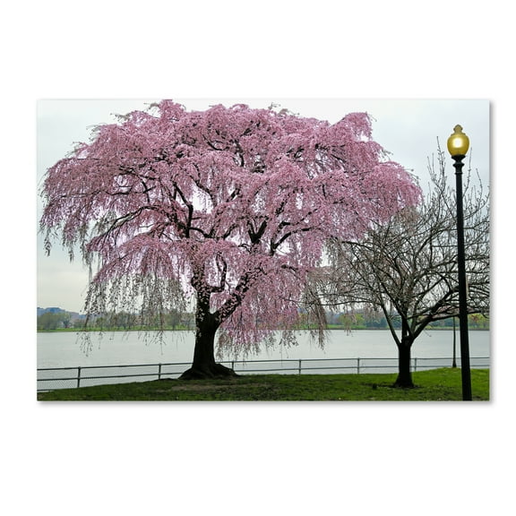 CATeyes 'Cherry Tree' Canvas Art