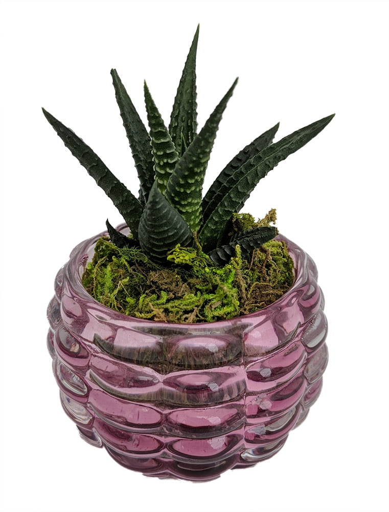 Gems Glass Planter with Live Succulent Plant Purple
