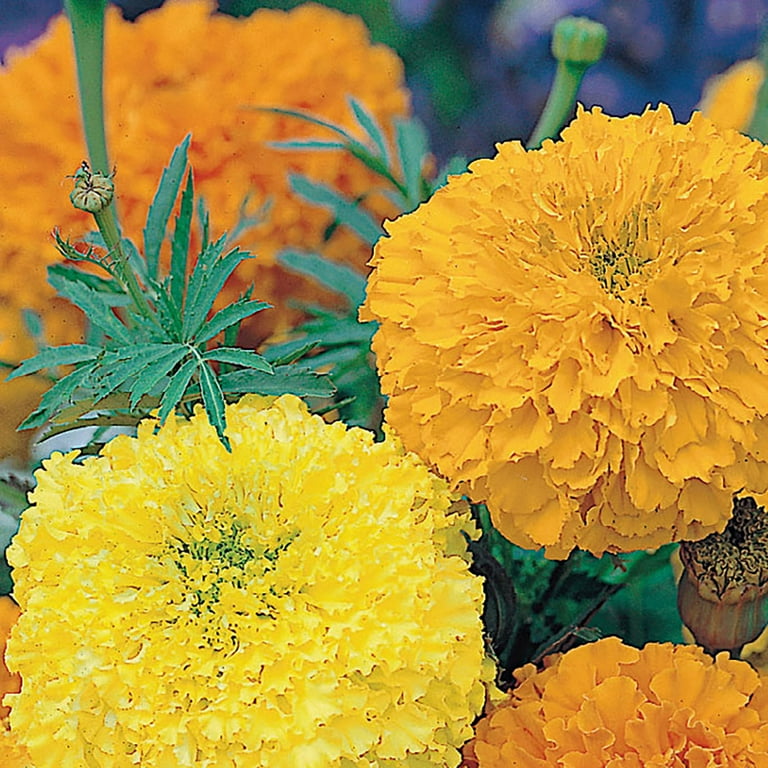 Ferry-Morse 200MG Marigold Crackerjack Mixed Colors Annual