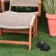 thumbnail image 1 of COSMOBETTY Caja Para Llaves En Jardín Con Apariencia De Cachorro Negro Ideal Para Almacenamiento Seguro Exterior, 1 of 6