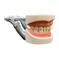 thumbnail image 1 of Modelo de diente estándar,Modelo de diente estándar dental para enseñar a adultos,Modelo de dentadura postiza Modelo de estudio de dientes Suministros para niños,Modelo de diente de, 1 of 9