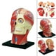 thumbnail image 4 of Modelo de Ensamblado en 4D Yotijar Juguete Educativo Cráneo Anatomía Extraíble Material Didáctico, 4 of 10