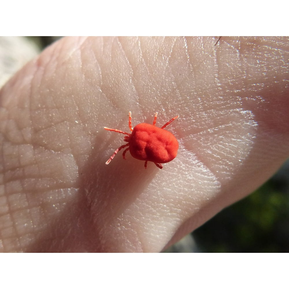 tiny-red-red-bug-insect-finger-20-inch-by-30-inch-laminated-poster-with