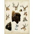 thumbnail image 2 of Unknown 12x14 White Modern Wood Framed Museum Art Print Titled - Western Animal Species I, 2 of 4